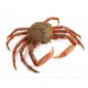 ASTICE AMERICANO (JUMBO)