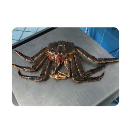 ASTICE AMERICANO (JUMBO)